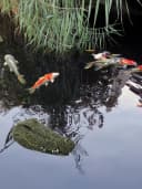 LB H&F Lilienburg Teichfigur Krokodil Grün Schwimmtier Bild 5