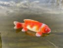 LB H&F Lilienburg Teichfigur Fisch KOI Schwimmtier Dekofigur Bild 2