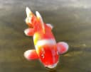 LB H&F Lilienburg Teichfigur Fisch KOI Schwimmtier Dekofigur Bild 3