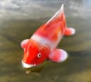 LB H&F Lilienburg Teichfigur Fisch KOI Schwimmtier Dekofigur Bild 4