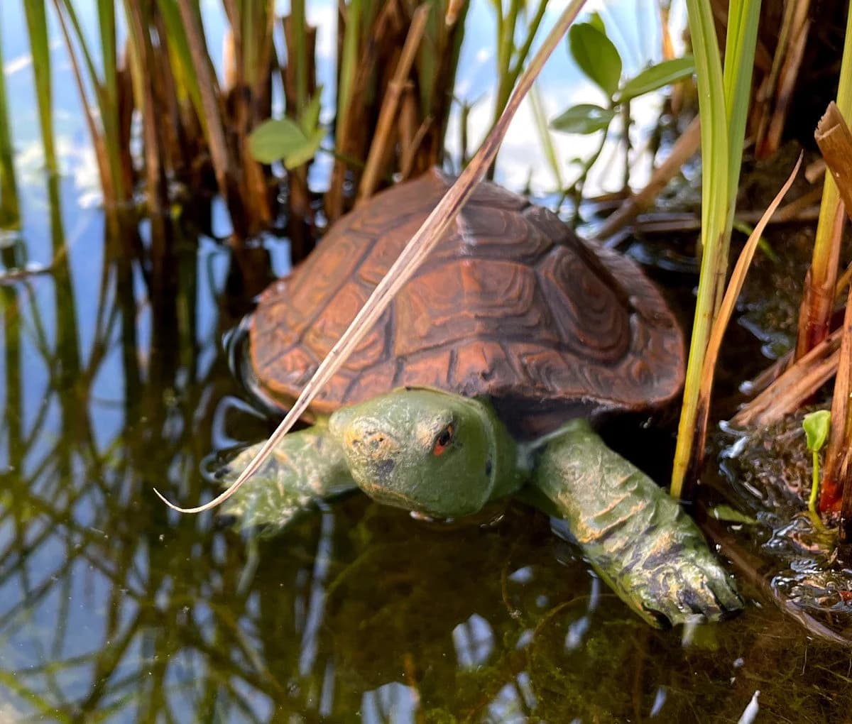 LB H&F Lilienburg Teichfigur Schildkröte Schwimmfigur - Bild 2
