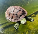 LB H&F Lilienburg Teichfigur Schildkröte Schwimmfigur Bild 3