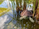 LB H&F Lilienburg Teichfigur Schildkröte Schwimmfigur Bild 4