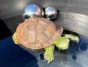 LB H&F Lilienburg Teichfigur Schildkröte Schwimmfigur Bild 5