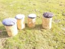 Kistenkolli Allzweckkiste Holzstamm Sitzhocker Rustikal Bild 5