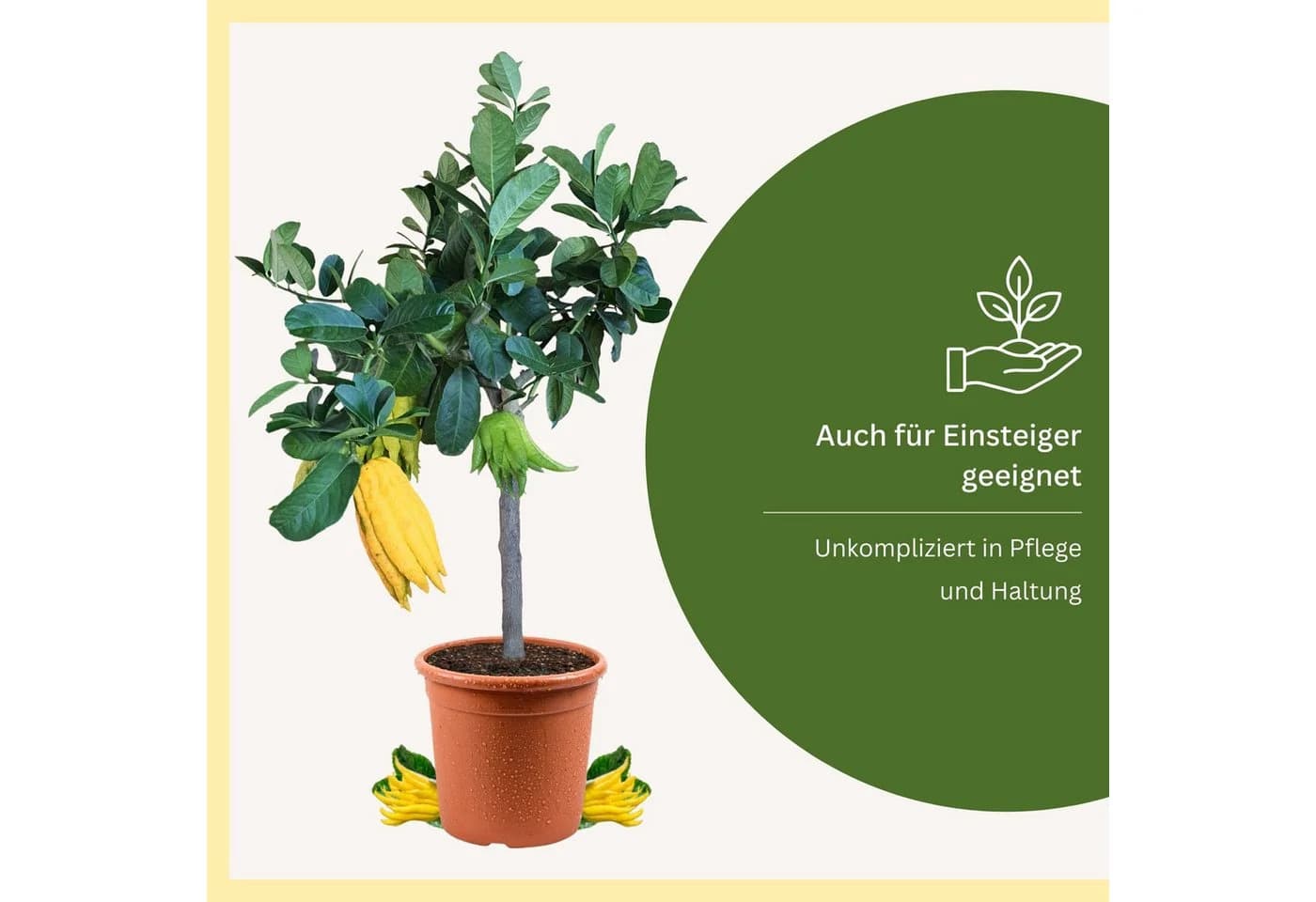 none - Bild 5