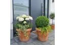 Teramico Terrakotta Blumentopf Limone Handgefertigt Frostfest Bild 5