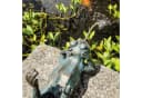 esotec Wasserspeier Solar Komplettset Frosch liegend Bild 5