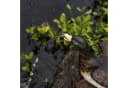 esotec Wasserspeier Ente Solar Komplettset mit Pumpe Bild 5