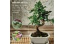 HappySeed Bonsai Schale Grau Keramik mit Untersetzer Bild 5
