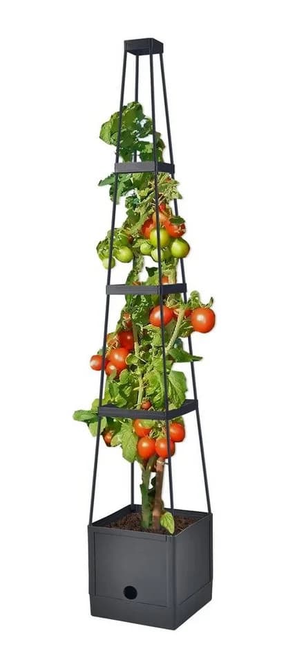 Spetebo Rankhilfe Tomaten Rankhilfe im Topf - 150cm H - Bild 2