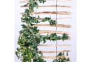 BooGardi Rankhilfe Leiter Holz 50x200cm Kletterhilfe Garten Bild 5