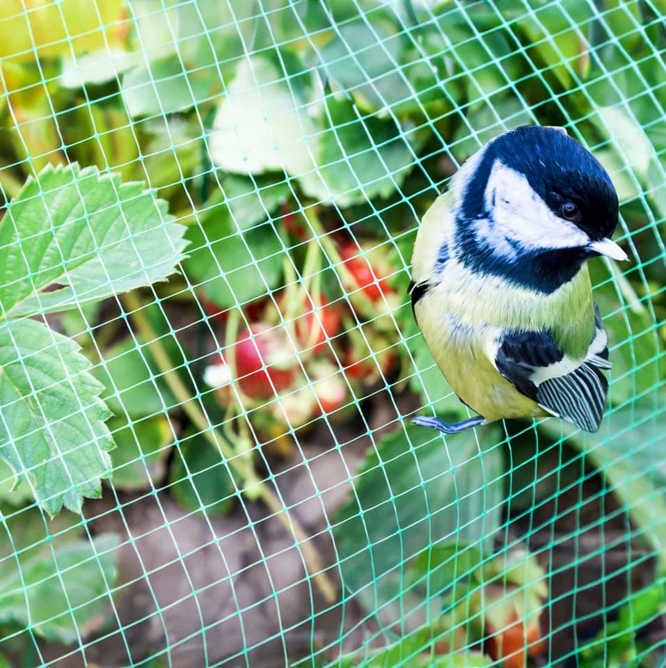 Spetebo Vogelschutznetz Grün 2er Set Polyethylen