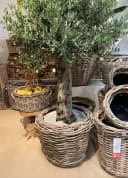 Van der Leeden Blumentopf 130L Pflanzkorb Rattan 83x59cm Drypot Bild 5