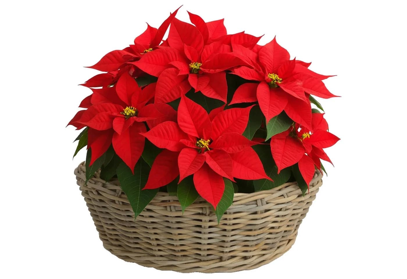 Blumentopf Sylter Korb, Rattan und Kunststoff, Braun und Schwarz