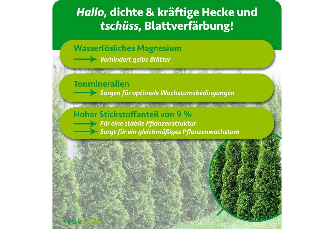 Purgrün Thuja Dünger 1 kg NPK 9+4+8 Granulat für sattgrüne Hecken - Bild 3