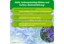 Purgrün Agapanthus Dünger Flüssigdünger 1 Liter NPK 3+5+7 extra Kalium Bild 3