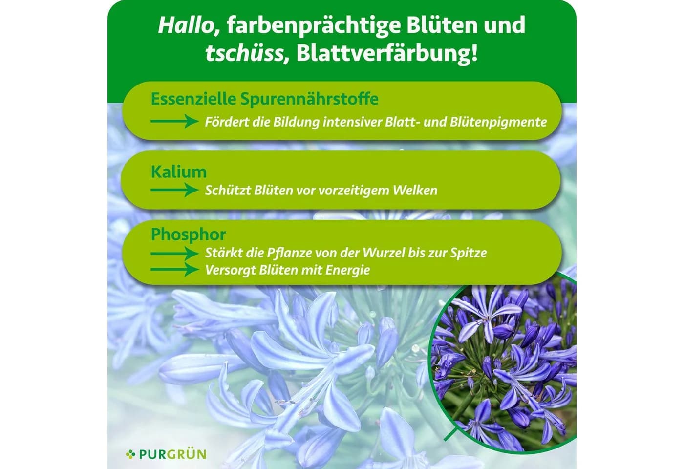 Purgrün Agapanthus Dünger Flüssigdünger 1 Liter NPK 3+5+7 extra Kalium - Bild 3