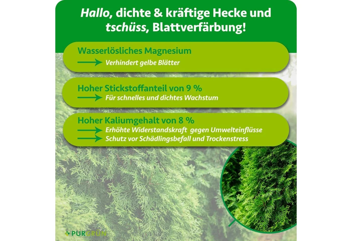 Purgrün Gartendünger Thuja Smaragd Granulat 1 kg NPK 9+4+8 - Bild 3