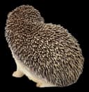 Figuren Shop GmbH Gartenfigur Igel hebt rechte Pfote bunt Bild 5