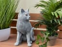 Stone and Style Gartenfigur Frostfeste Steinfigur Katze sitzend lebensgroß Grau Bild 3