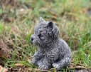 Stone and Style Gartenfigur Yorkshire Terrier Grau Frostfest Bild 3