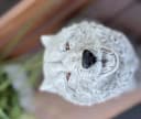 Stone and Style Wolfsfigur Steinguss 41 cm Bild 5