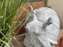 Stone and Style Gartenfigur Frostfeste Steinfigur Schnecke Grau Bild 4