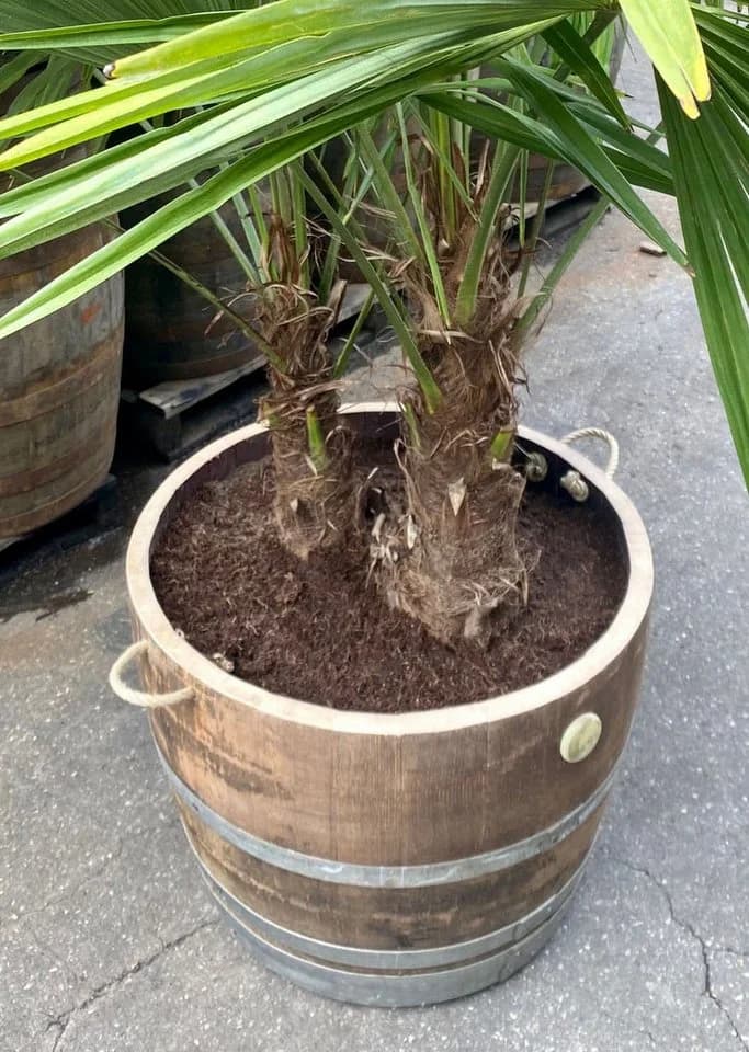 Temesso Pflanzkübel aus massivem Eichenholz halbiertes Weinfass - Bild 4