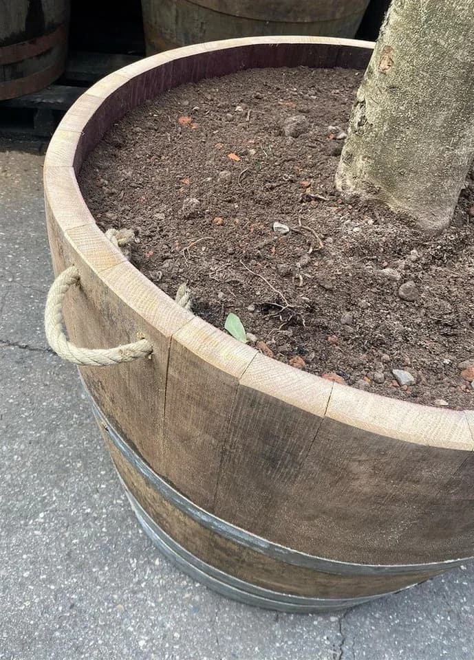 Temesso Pflanzkübel aus massivem Eichenholz halbiertes Weinfass - Bild 5