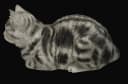 Figuren Shop GmbH Gartenfigur Tigerkatze Smokey Dekoration Bild 5