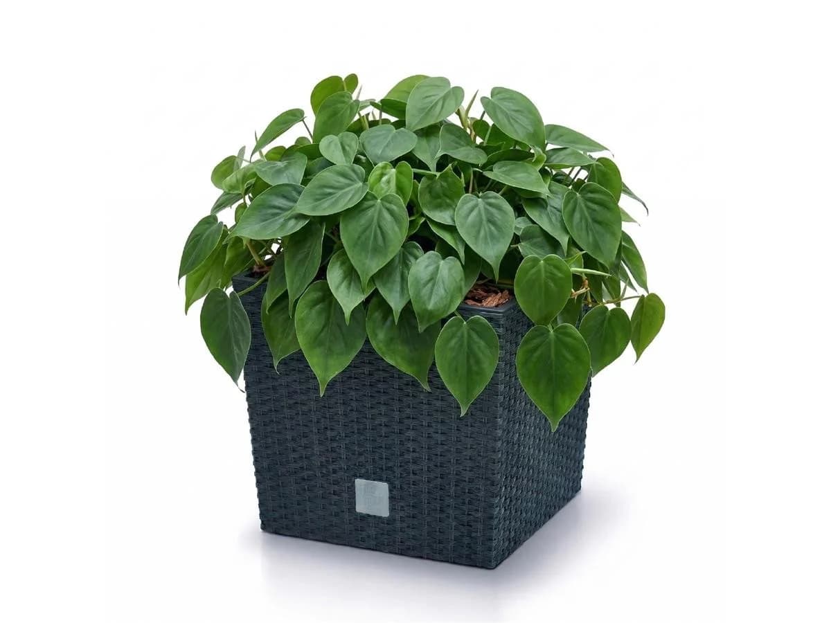 Prosperplast Blumentopf Rato Low 26,6 cm Anthrazit Kunststoff - Bild 4