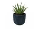 Prosperplast Blumentopf Milly Anthrazit mit Pflanzeinsatz Bild 2