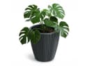 Prosperplast Blumentopf Oro Dunkelgrau mit Pflanzeinsatz Bild 2
