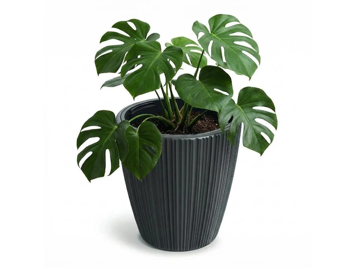 Prosperplast Blumentopf Oro Dunkelgrau mit Pflanzeinsatz - Bild 2