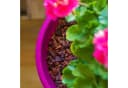 dr. Soil Rindenmulch Pinienrinde 5 Liter Beutel Bild 1