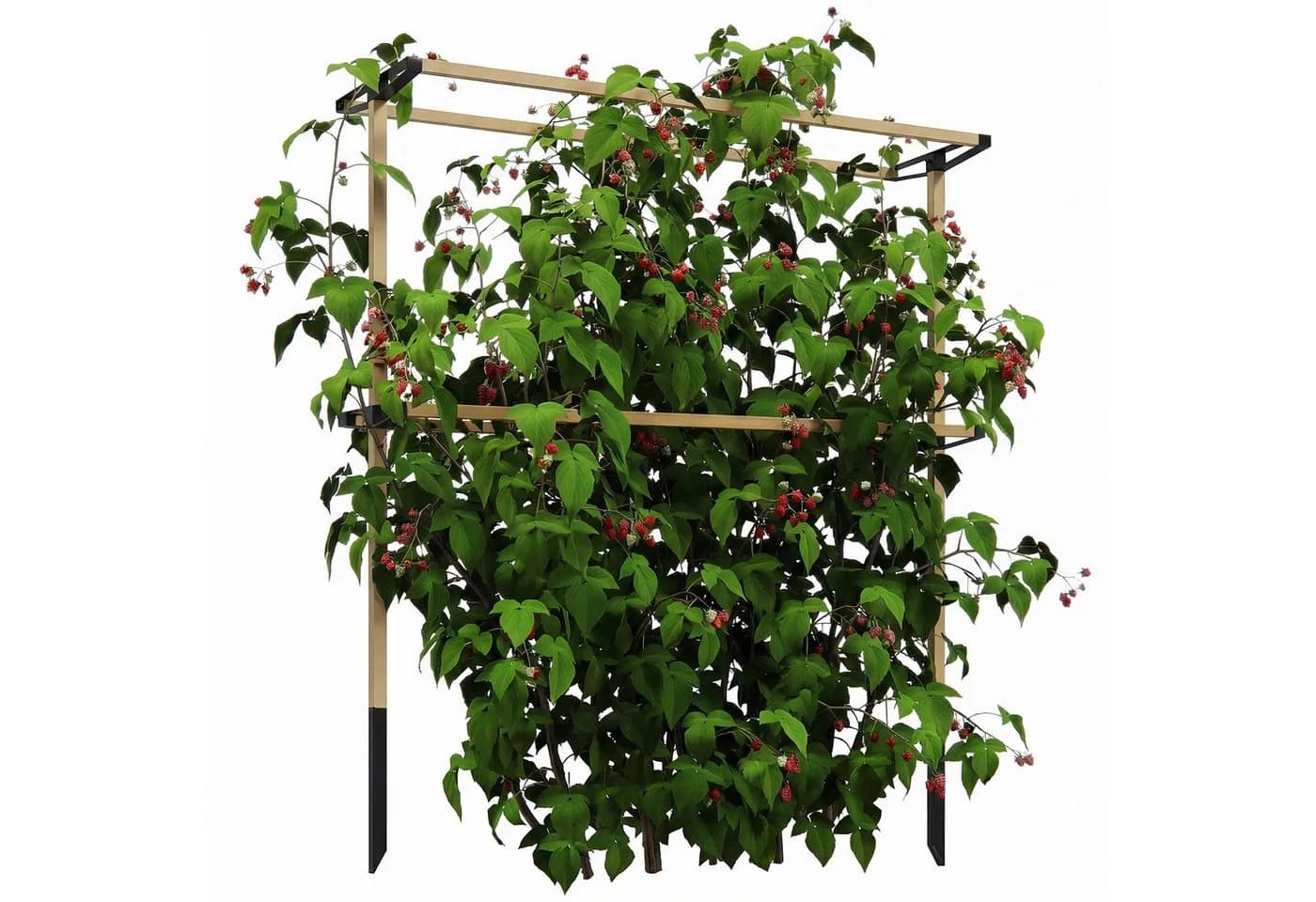 MC Star Erweiterbares Metall-Gartenspalier für Beeren - Bild 2