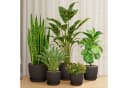 Bamworld Blumentopf 5er Set Schwarz Kunststoff mit Löchern & Untersetzern Bild 2