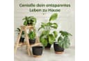 Bamworld Blumentopf 6er-Set Schwarz Selbstbewässerung Kunststoff Bild 5