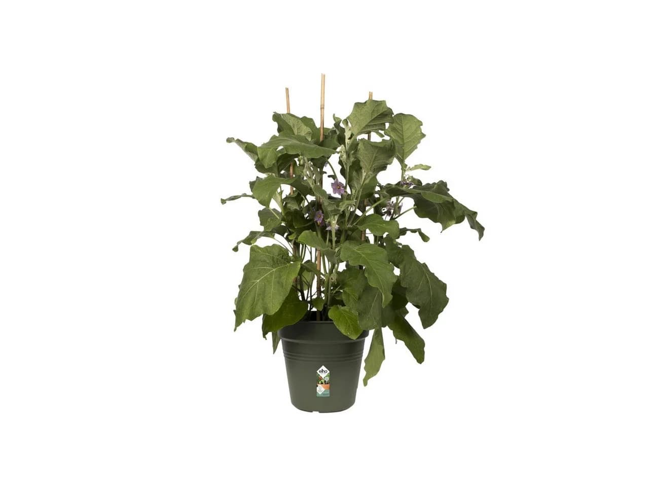 Elho Anzuchttopf Green Basics Ø 35 cm grün - Bild 4