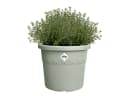 Elho Blumentopf Algarve Cilindro Grün Kunststoff Ø 25 cm Bild 1