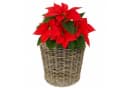 Van der Leeden Blumenkorb 42x44cm Rattan Bild 4
