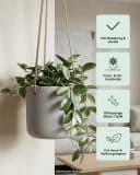 finestgreen Blumenampel Hängepflanztopf Charlie Fiberclay Beton-Optik Bild 1