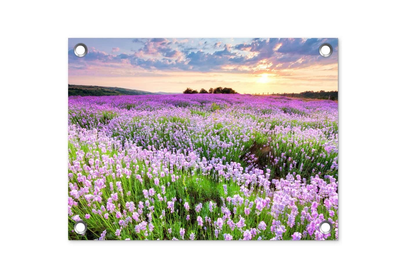 OnlyWow Gartenposter Lavendel Lila Blumen PVC 40x30 cm - Bild 2