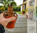 Disney Gartenfigur Mandrake 20,8 cm Polyresin Deko Bild 1