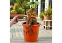 Disney Gartenfigur Mandrake 20,8 cm Polyresin Deko Bild 5