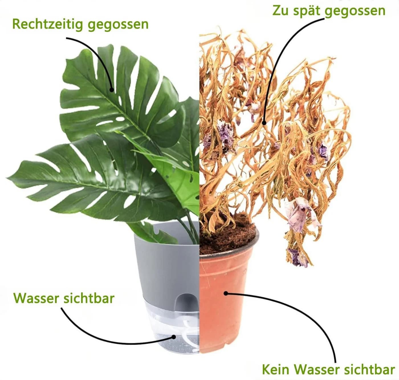 FOUORTUNATE-BEE Kräutertopf Set 3er mit Selbstbewässerung Weiß/Transparent - Bild 4