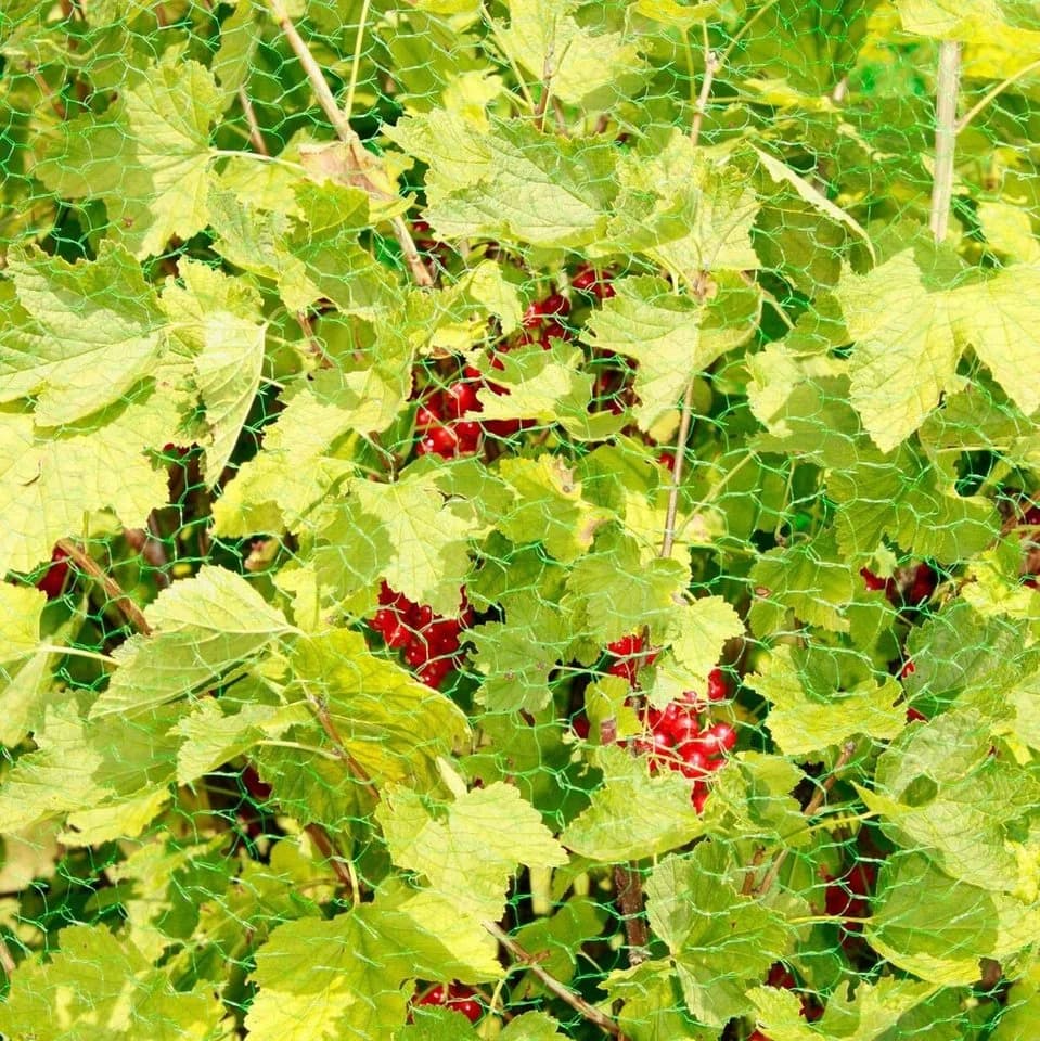 Windhager Vogelschutz-Netz Rational Grün 4x10 m - Bild 3