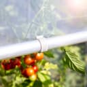 Windhager Tomatengewächshaus Aluminium-Konstruktion Bild 5