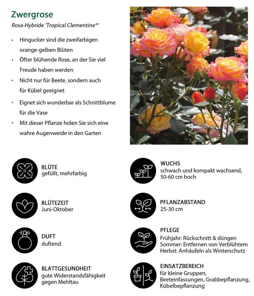 Dehner Rose Zwergrose Tropical Clementine®